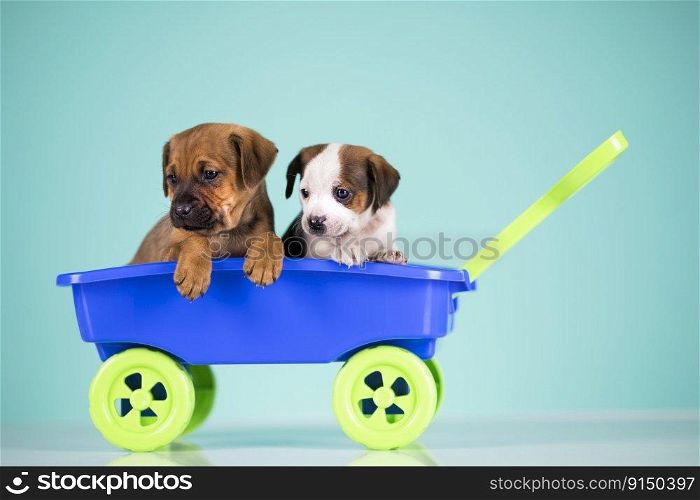 Cute doggies in a toy wagon