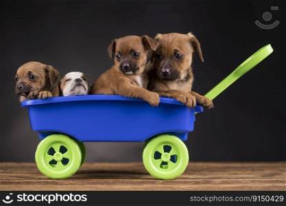 Cute doggies in a toy wagon