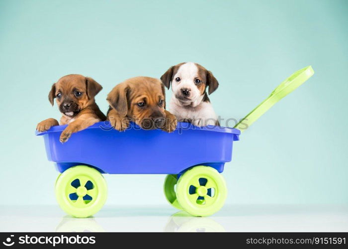 Cute doggies in a toy wagon