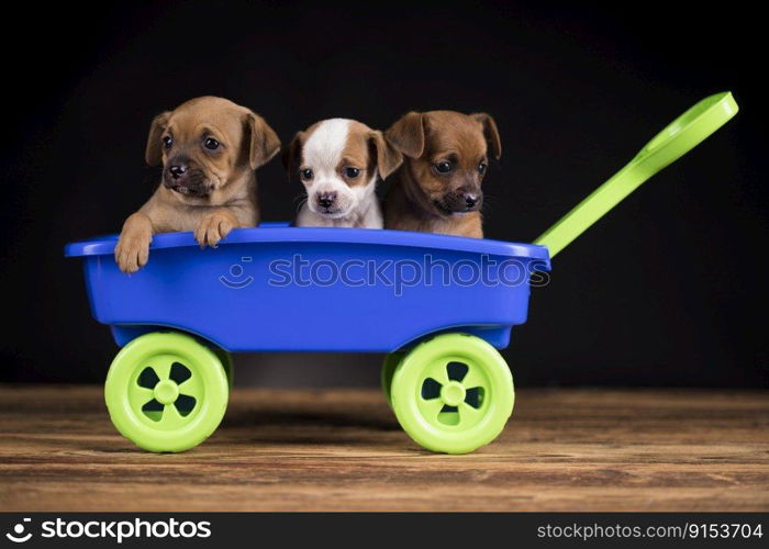 Cute doggies in a toy wagon