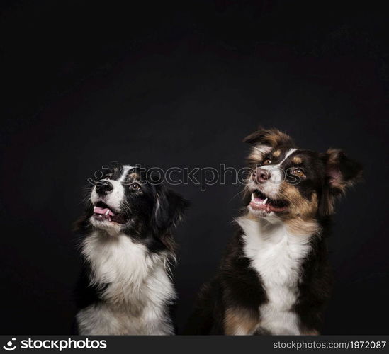 cute dogs standing. High resolution photo. cute dogs standing. High quality photo