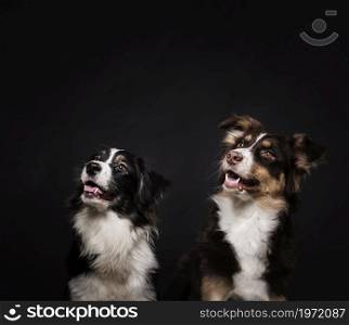 cute dogs standing. High resolution photo. cute dogs standing. High quality photo