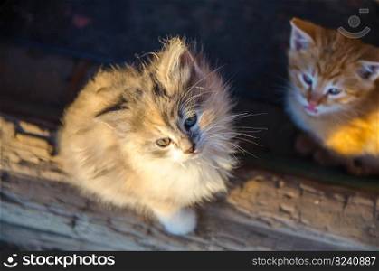 Cute domestic cat kittens are warm up in the morning sun. Focus on nose