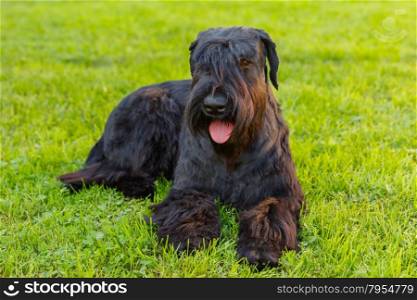 Cute Domestic dog Black Giant Schnauzer breed lying on green grass on a sunny day. Focus on the dog muzzle, shallow depth of field