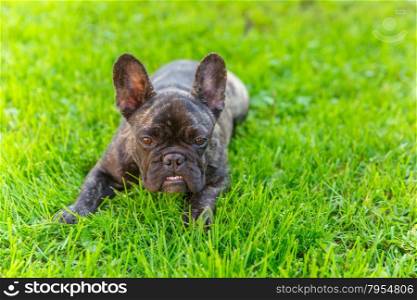 Cute Domestic dog brindle French Bulldog breed angry and shows his teeth lying on the grass. Focus on the dog muzzle, shallow depth of field