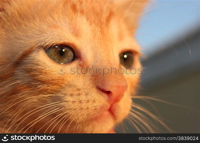 Cute domestic kitten. Head of red kitten. Cute kitten cat.