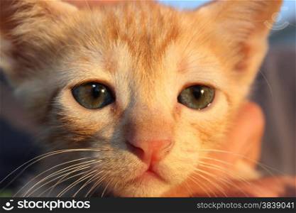 Cute domestic kitten. Head of red kitten. Cute kitten cat.