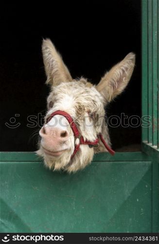 cute donkey stable country lifestyle