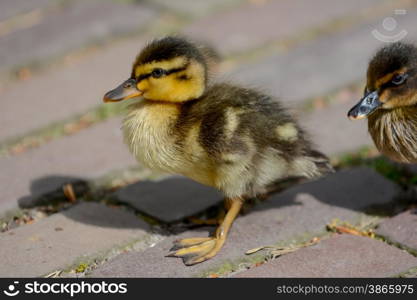 Cute ducklings at water edge