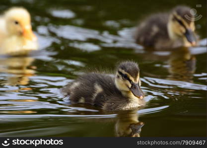 Cute ducklings at water edge