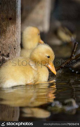 Cute ducklings at water edge
