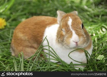 Cute easter bunny sitting on green grass and winking:)