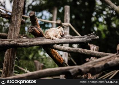 cute exotic animal resting on wooden bars in the natural park. natural background. selective focus.. cute exotic animal resting on wooden bars in the natural park. natural background. selective focus