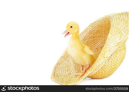 cute fluffy duckling in straw hat isolated