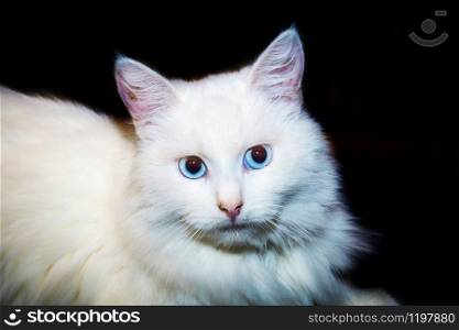 Cute fluffy white turkish angora cat with blue eyes.