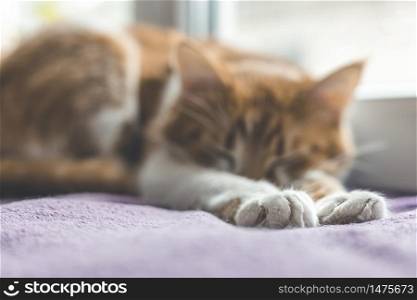 Cute foot and tail of cat. Red and white kitty out of focus sleeping in warm wool plaid blanket on windowsill. Morning sunlight on the sleeping red cat Cozy home concept