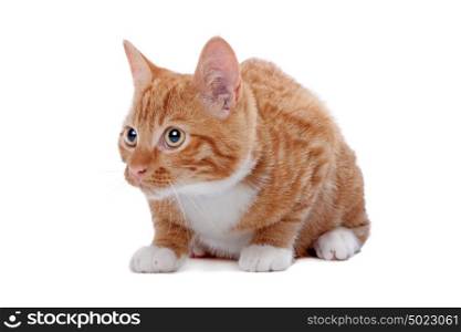 Cute foxy-red kitten sitting on white background