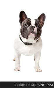 Cute French Bulldog. Cute French Bulldog standing on a white background