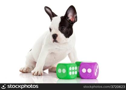 Cute French bulldog puppy on a white background