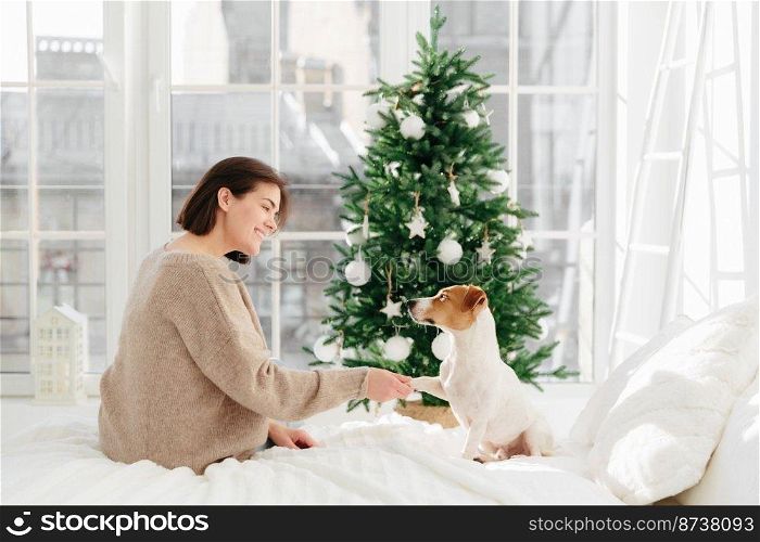 Cute funny dog poses with woman host on bed, gives paw, enjoy comfort and coziness, pose against decorated New Year tree, have happy holidays. People, holiday, animals and relationship concept