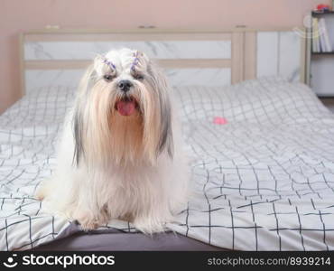 Cute furry Shih tzu puppy dog in bedroom at home.