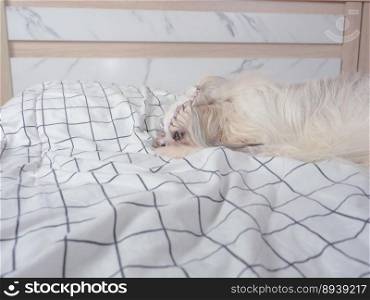Cute furry Shih tzu puppy dog in bedroom at home.