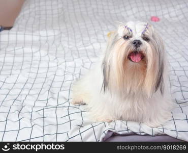 Cute furry Shih tzu puppy dog in bedroom at home.