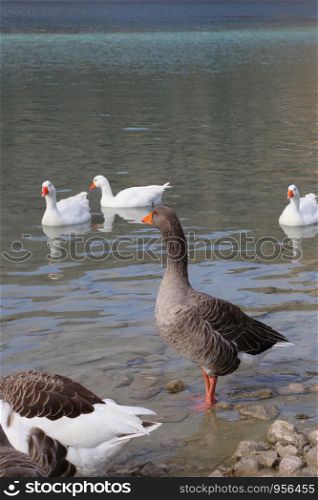 Cute geese on a lake background