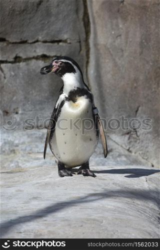 Cute gentoo penguin standing on a large rock in a zoo