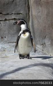 Cute gentoo penguin standing on a large rock in a zoo