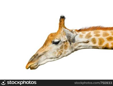 Cute giraffe portrait isolated on white background. Funny giraffe head isolated. The giraffe is tallest and largest living animal in zoo. Beautiful Giraffa isolated on white.. Cute giraffe isolated on white background.