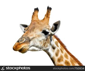 Cute giraffe portrait isolated on white background. Funny giraffe head isolated. The giraffe is tallest and largest living animal in zoo. Beautiful Giraffa isolated on white.. Cute giraffe isolated on white background.