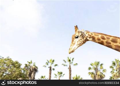 Cute giraffe under the blue sky