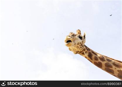 Cute giraffe under the blue sky