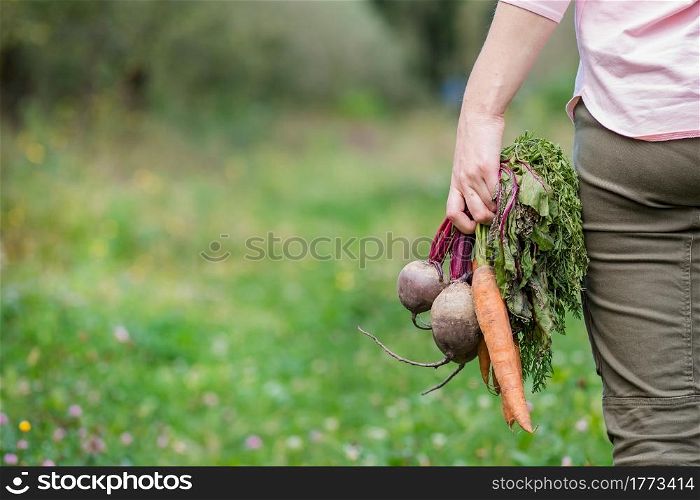 Cute girl holding carrots and beets in hands just to collect in the garden. Freshly harvested fresh vegetables.. Cute girl holding carrots and beets in hands just to collect in the garden.