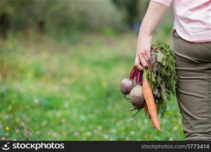 Cute girl holding carrots and beets in hands just to collect in the garden. Freshly harvested fresh vegetables.. Cute girl holding carrots and beets in hands just to collect in the garden.