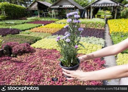 Cute girl is holding flower plant pot