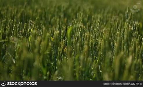Cute girl is walking in green wheat field with open arms. Lovely blonde raising her arms up, standing in the middle of the field and playing with her long hair in the wind