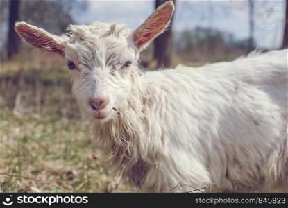 Cute Goat baby portrait, White goat baby on head and neck, Goat in the field.. Cute Goat baby, White goat baby on head and neck, Goat in the field.