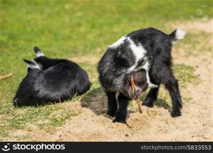 Cute goat kids on a green field in the spring