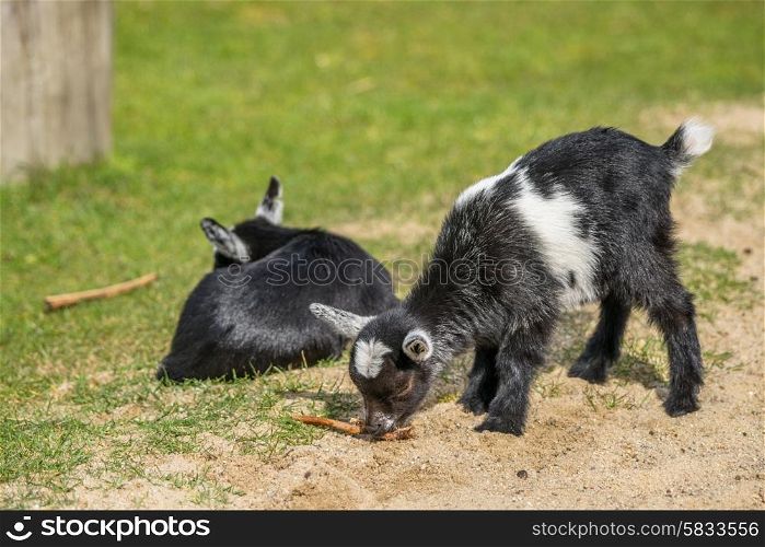 Cute goat kids on a green meadow in the spring