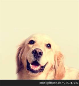 Cute golden retriever dog. Portrait over isolated background with free empty space.