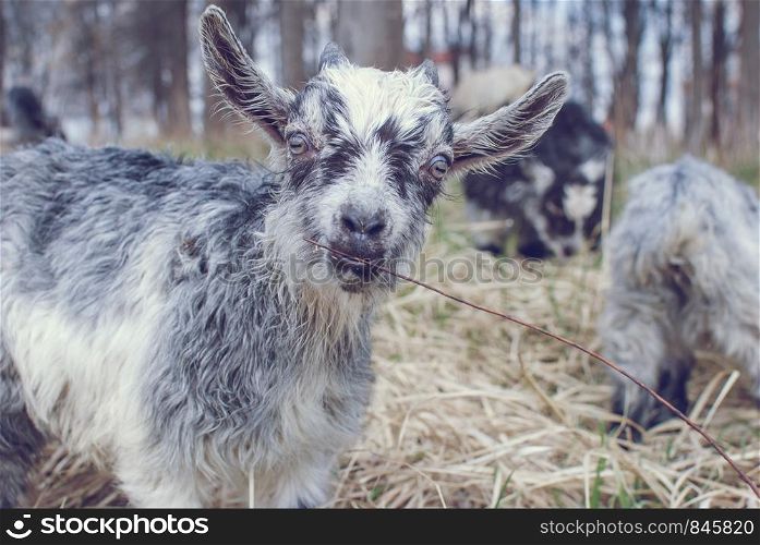 Cute Gray Goat baby with little horns. Baby Goat in the field looking forward. Cute Goat baby with little horns, Gray baby goat on head and neck, Baby Goat in the field.