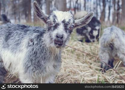 Cute Gray Goat baby with little horns. Baby Goat in the field looking forward. Cute Goat baby with little horns, Gray baby goat on head and neck, Baby Goat in the field.