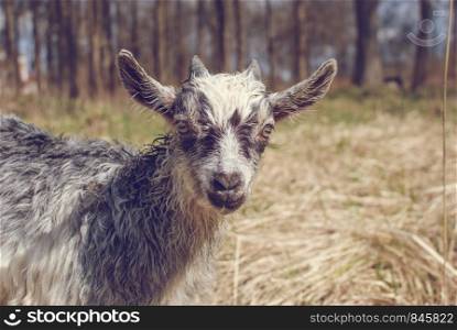 Cute Gray Goat baby with little horns. Goat in the field.. Cute Goat baby with little horns, Gray goat baby on head and neck, Goat in the field.