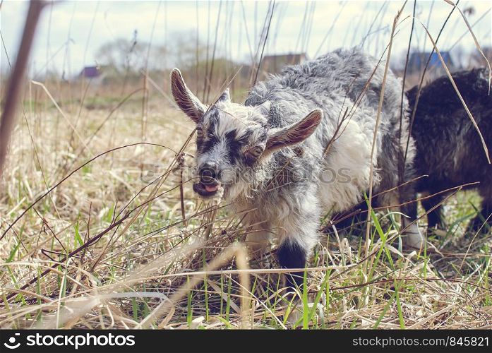 Cute Gray Goat baby with little horns. Goat in the field eating the grass. Cute Goat baby with little horns, White goat baby on head and neck, Goat in the field.