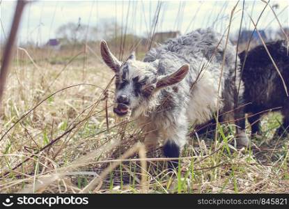 Cute Gray Goat baby with little horns. Goat in the field eating the grass. Cute Goat baby with little horns, White goat baby on head and neck, Goat in the field.