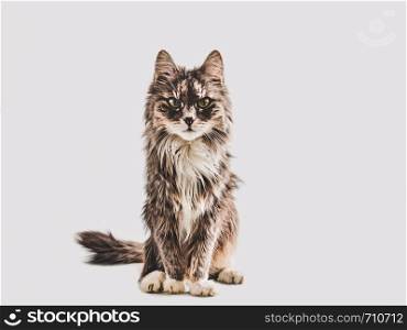 Cute, gray kitten on a white background. Close-up, isolated. Beautiful studio photo. Pet care concept. Cute, gray kitten on a white background