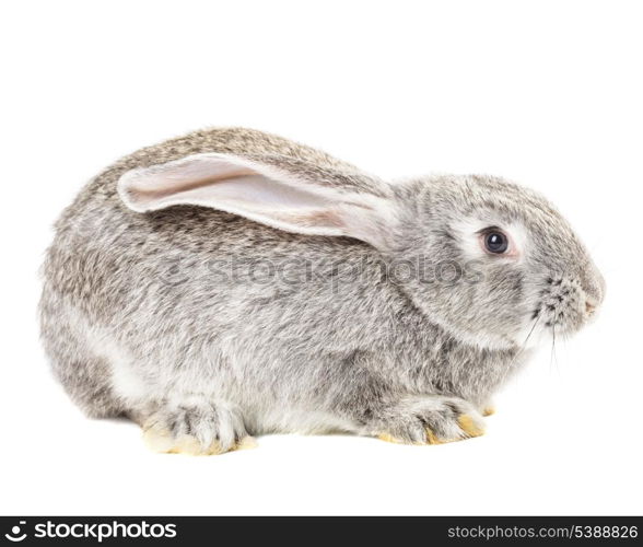 Cute grey rabbit isolated on white background