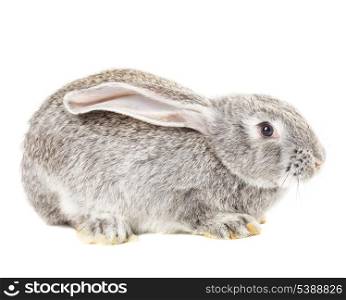 Cute grey rabbit isolated on white background